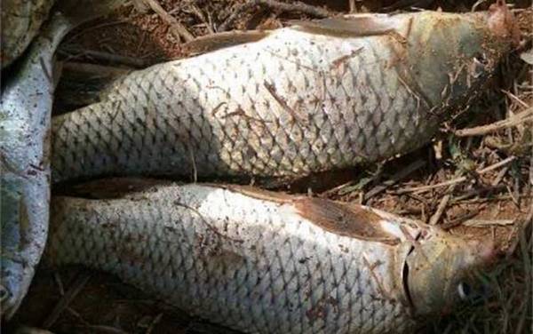 钓鲤鱼最佳时间是什么时候?