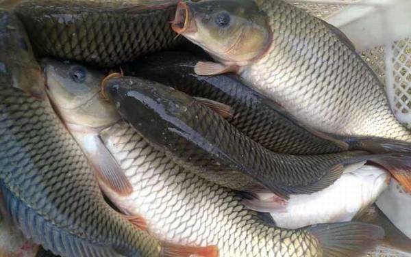 钓鲤鱼最佳时间是什么时候?