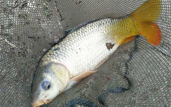 钓鲤鱼离底多少合适?