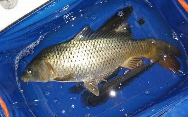 怎样钓鲤鱼上鱼快?