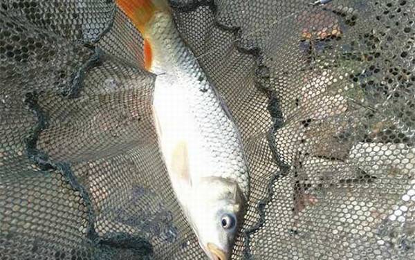 野钓鲤鱼怎么调漂最好?