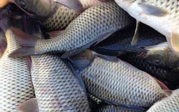 水库钓鲤鱼是钓底还是浮?