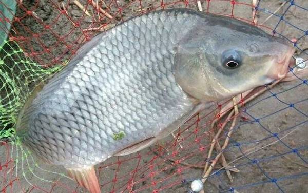 水库钓鲤鱼钓多深合适?