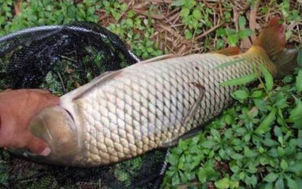 水库钓鲤鱼调几钓几最好?