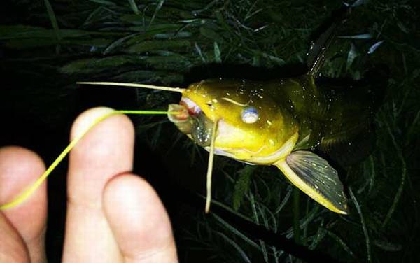 夜钓黄颡鱼技巧及注意事项