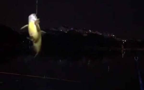 夜钓黄颡鱼技巧及注意事项