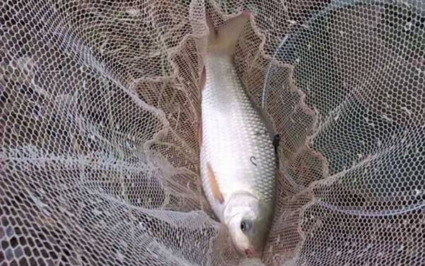 鲮鱼怎么钓最好?