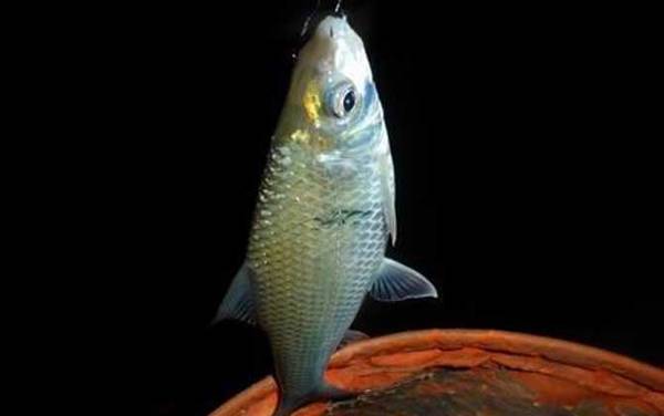 鲮鱼白天好钓还是晚上好钓?