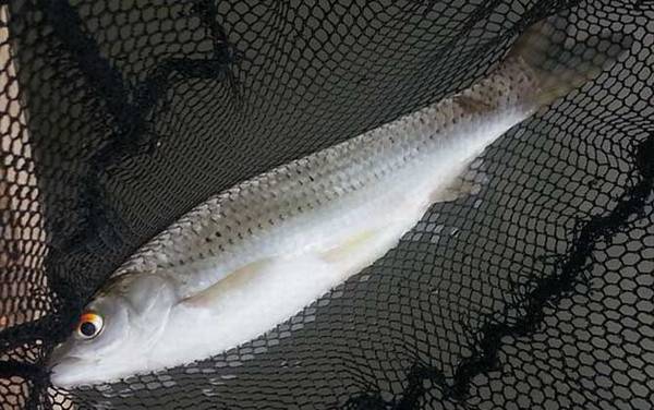 鲮鱼白天好钓还是晚上好钓?