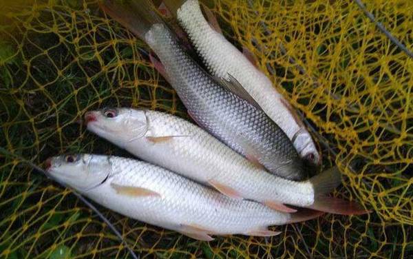 广东钓鲮鱼几月份最佳?