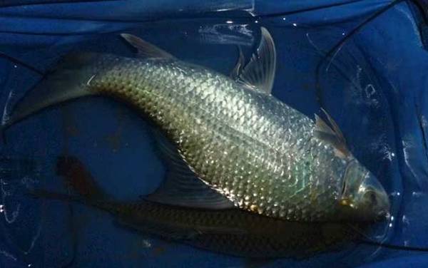 广东钓鲮鱼几月份最佳?