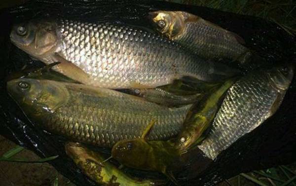 夜钓鲮鱼最佳时间是什么时候?