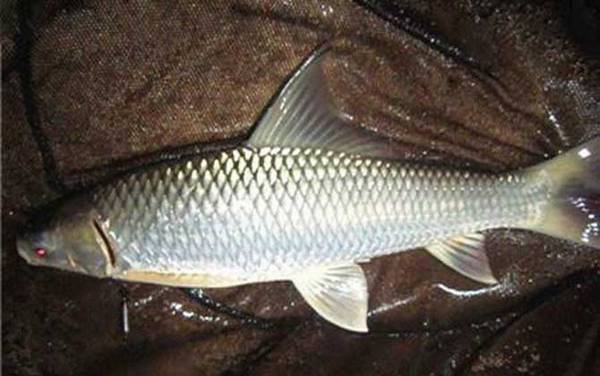 野钓鲮鱼最佳时间是什么时候?