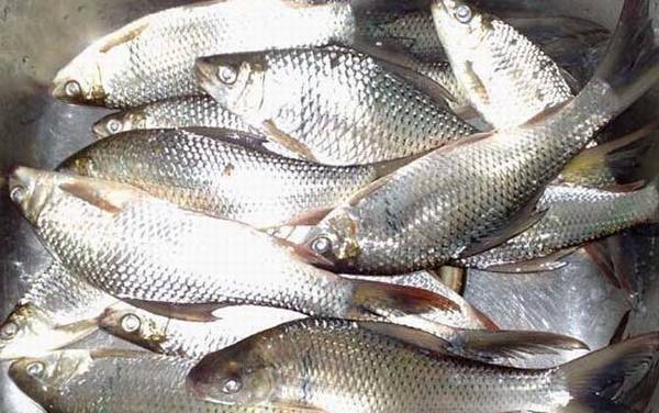 野钓鲮鱼最佳时间是什么时候?