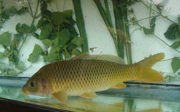 春季钓鲤鱼的最佳方法