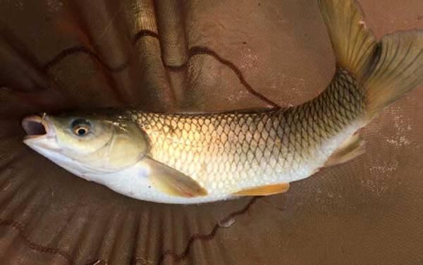 春季钓鲤鱼的最佳方法