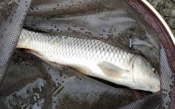 春季钓鲤鱼的最佳方法