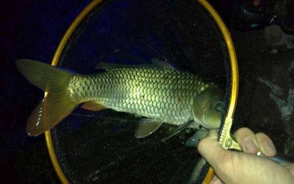 春天怎样钓鲤鱼上钩快?