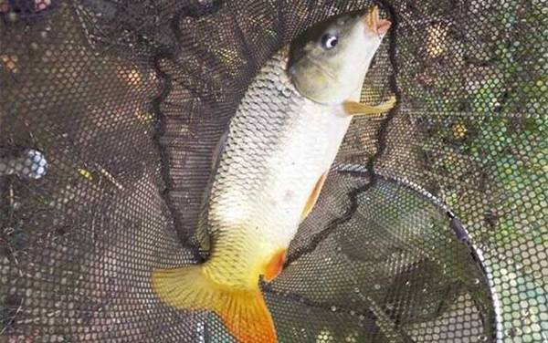 春天怎样钓鲤鱼上钩快?