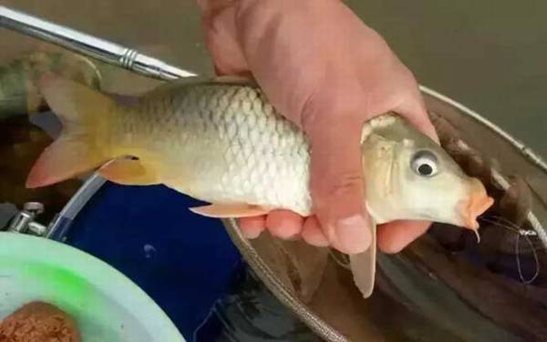 春天钓鲤鱼钓近还是钓远?