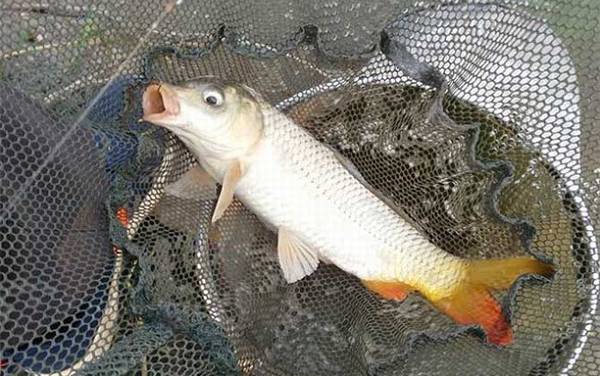 春季钓鲤鱼什么时间开竿?