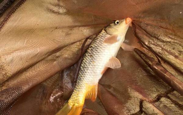 春季钓鲤鱼选什么位置?