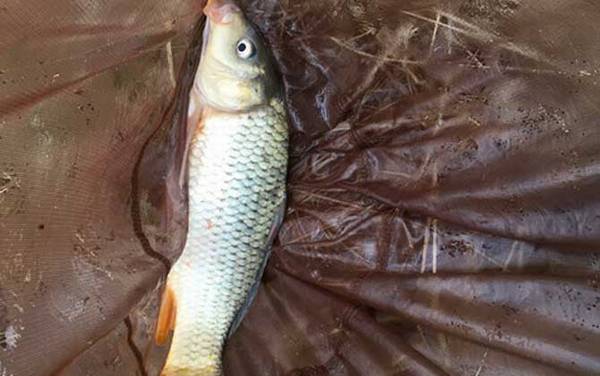 春季钓鲤鱼选什么位置?