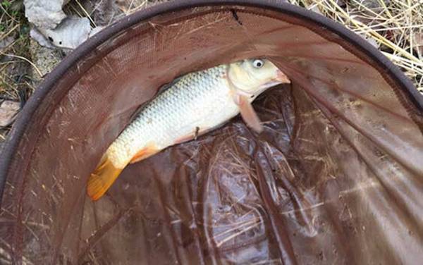 刚开春怎样钓鲤鱼上鱼快?