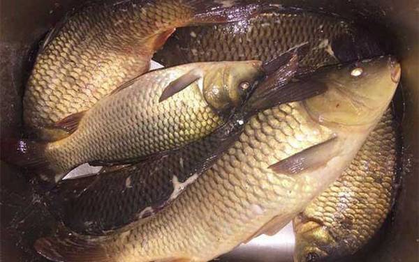 夏季钓鲤鱼怎么选钓位?