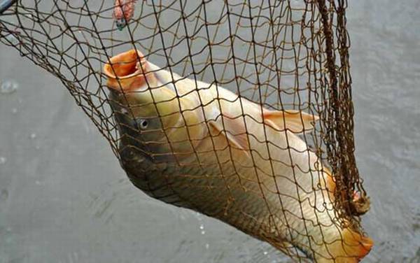 夏季钓鲤鱼怎么选钓位?