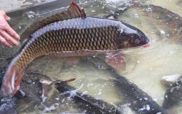 秋天钓鲤鱼最佳时间是什么时候?