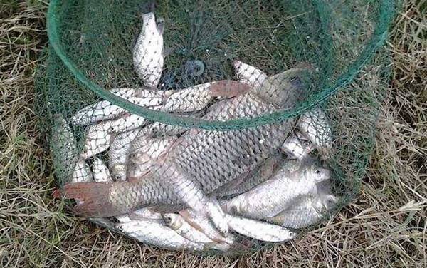 秋季钓鲤鱼不开口怎么办?