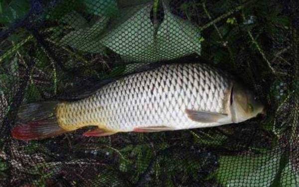 冬季钓鲤鱼调几钓几最好?