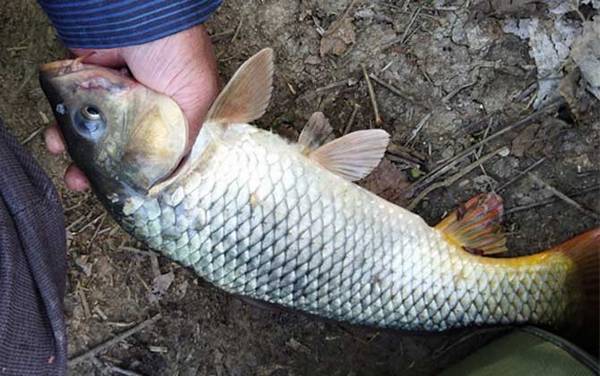 冬季钓鲤鱼怎么选钓位?