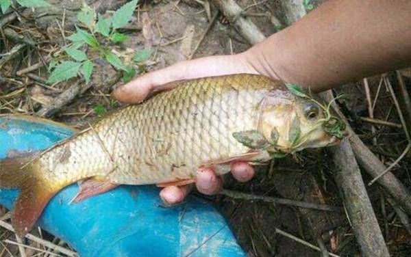 冬季钓鲤鱼怎么选钓位?