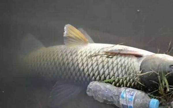 钓草鱼怎么选钓位?