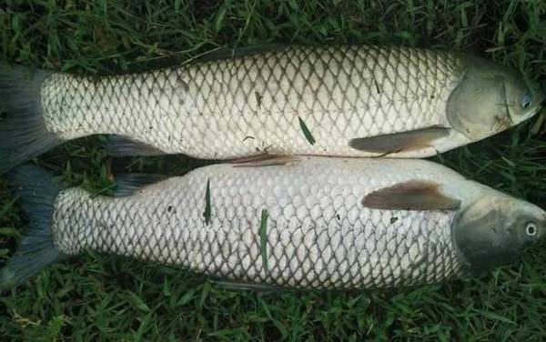 钓草鱼怎么选钓位?