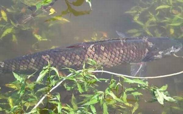 怎样钓草鱼上鱼最快?