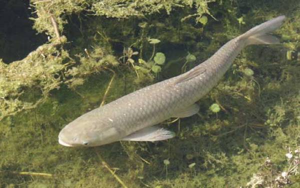 怎样钓草鱼上鱼最快?