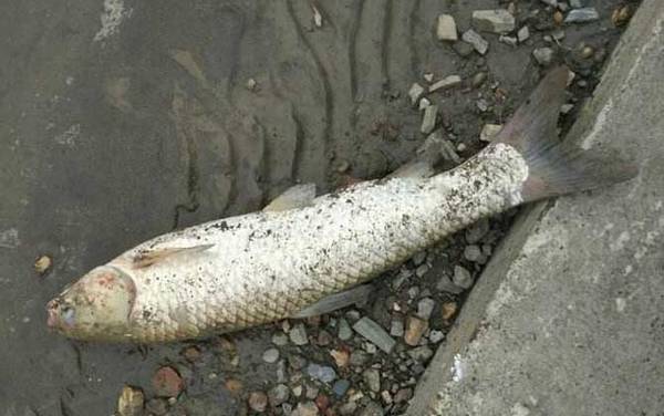 怎样钓草鱼上鱼最快?