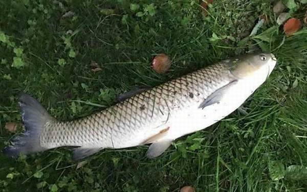 钓草鱼怎么调漂最好?