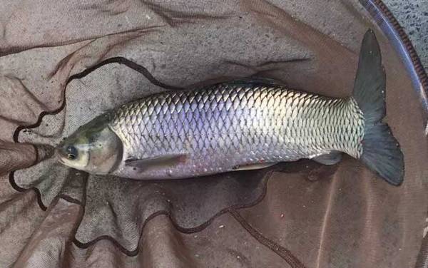 草鱼钓浮钓多深比较好?