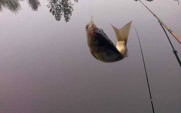 为什么蚯蚓钓不到大鱼?