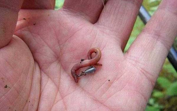 用蚯蚓钓鲫鱼怎么打窝?