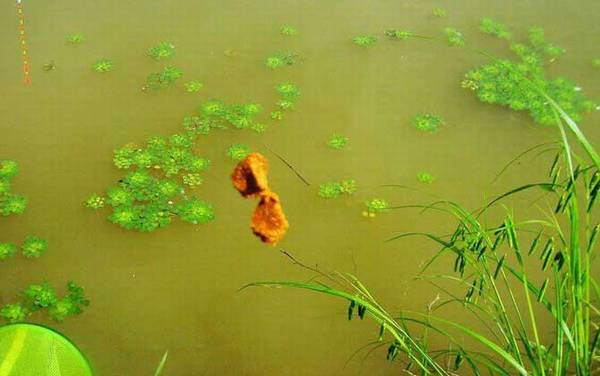 搓饵钓鱼一般多久提竿?