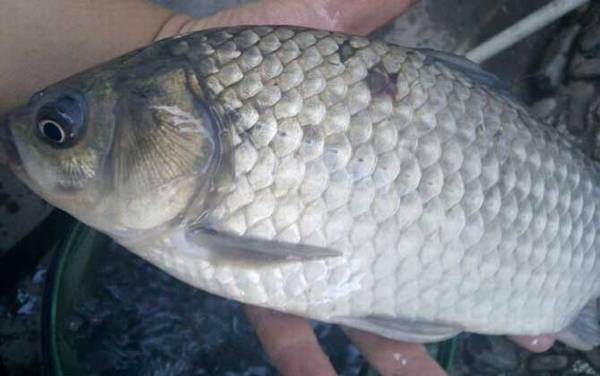 怎么钓鲫鱼上鱼最快?