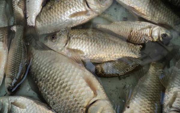 肥水钓鲫鱼有什么好方法?