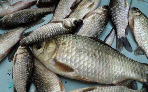 肥水钓鲫鱼有什么好方法?