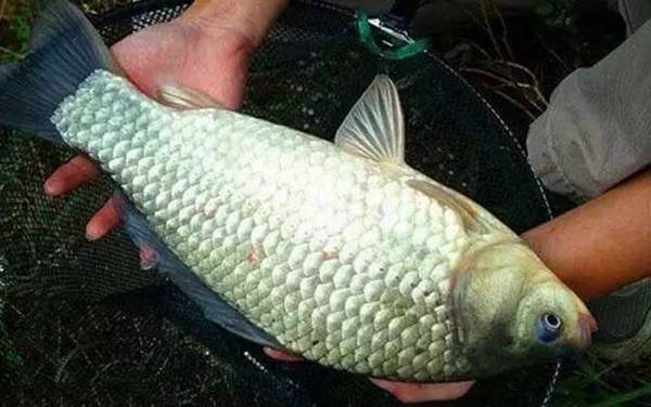 春季钓鲫鱼钓多深水合适?