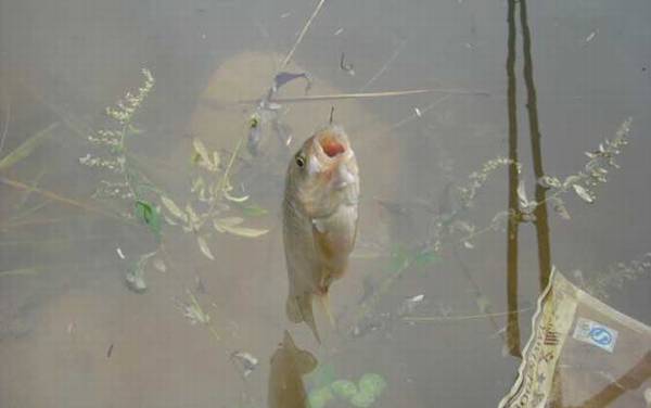 春季钓鲫鱼什么时间开始?